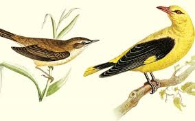 Olivier Messiaen- Les oiseaux esotiques